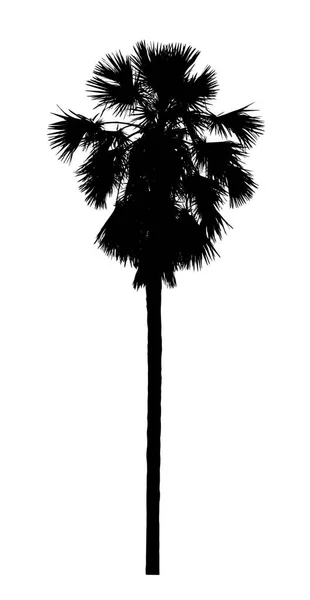 Beyaz Arkaplanda Fırça Için Şeker Palmiye Silueti — Stok fotoğraf