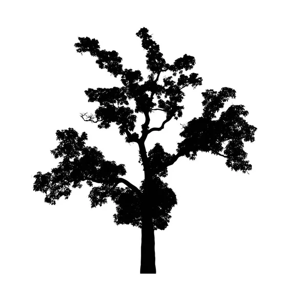 배경에 고립되어 나무의 — 스톡 사진
