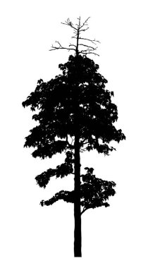 Beyaz arkaplanda fırça için ağaç silueti.