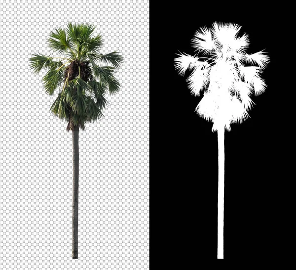 stock image sugar palm on transparent picture background with clipping path, single tree with clipping path and alpha channel on black background