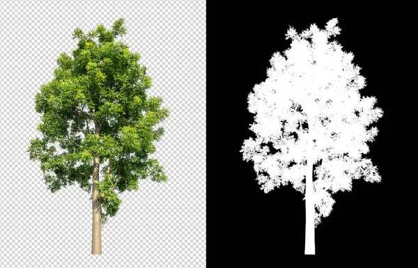 具有剪切路径的透明图像背景树 具有剪切路径的单树和黑色背景上的Alpha通道 — 图库照片