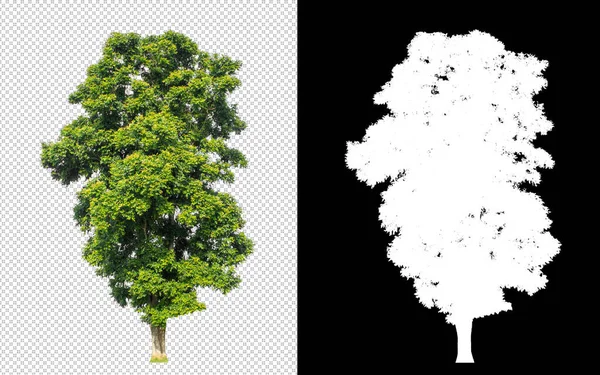 Drzewo Przezroczystym Tle Obrazu Ścieżką Wycinania Pojedyncze Drzewo Ścieżką Wycinania — Zdjęcie stockowe