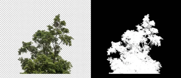 Krzew Przezroczystym Tle Obrazu Ścieżką Wycinania Pojedyncze Drzewo Ścieżką Wycinania — Zdjęcie stockowe