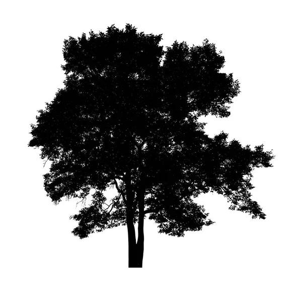 Силует Дерева Пензля Білому Тлі — стокове фото