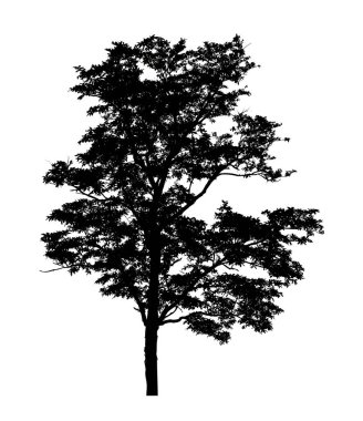 Beyaz arkaplanda fırça için ağaç silueti