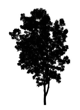Beyaz arkaplanda fırça için ağaç silueti