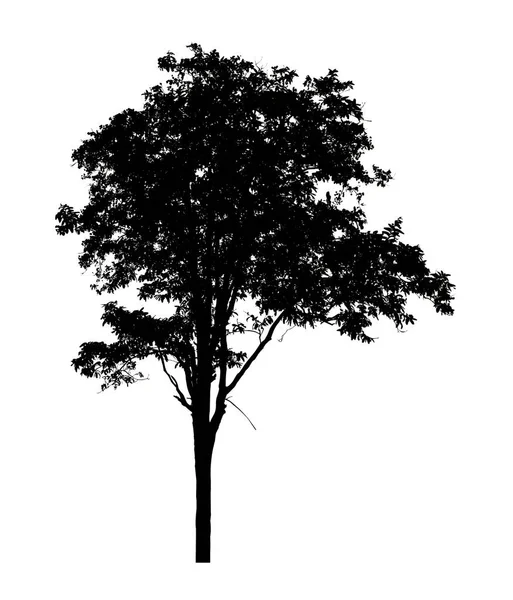 Beyaz Arkaplanda Fırça Için Ağaç Silueti — Stok fotoğraf
