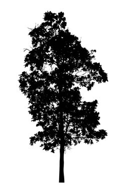 Beyaz fırça için ağaç silueti