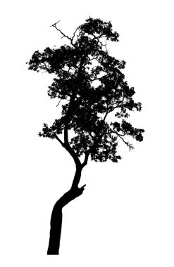 Beyaz arkaplanda fırça için ağaç silueti.