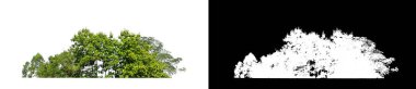 Green Trees isolated on white background.are Forest and foliage in summer for both printing and web pages with cut path and alpha channel on black background