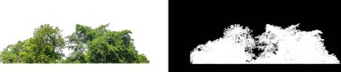 Green Trees isolated on white background.are Forest and foliage in summer for both printing and web pages with cut path and alpha channel on black background