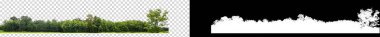 Şeffaf arkaplanda yeşil ağaçlar. Siyah arkaplanda kesim yolu ve alfa kanalı olan hem yazdırma hem de web sayfaları için yaz mevsiminde orman ve yeşilliktir
