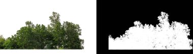 Yeşil ağaçlar beyaz arka planda izole edilmiş. Siyah arkaplanda kesim yolu ve alfa kanalı olan hem yazdırma hem de web sayfaları için yaz mevsiminde orman ve yeşilliktir