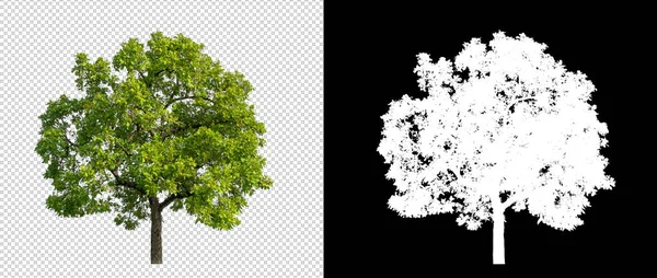 Δέντρο Διαφανές Φόντο Εικόνας Μονοπάτι Αποκοπής Ένα Δέντρο Μονοπάτι Αποκοπής Εικόνα Αρχείου
