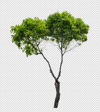 Tree on transparent picture background with clipping path, single tree with clipping path and alpha channe