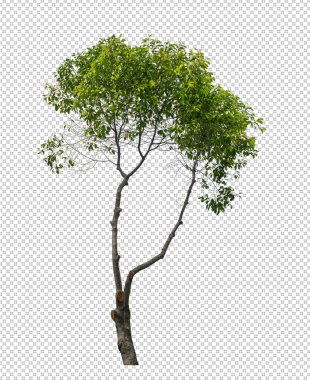 Tree on transparent picture background with clipping path, single tree with clipping path and alpha channe