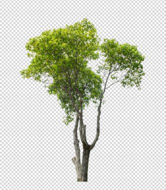 Tree on transparent picture background with clipping path, single tree with clipping path and alpha channe