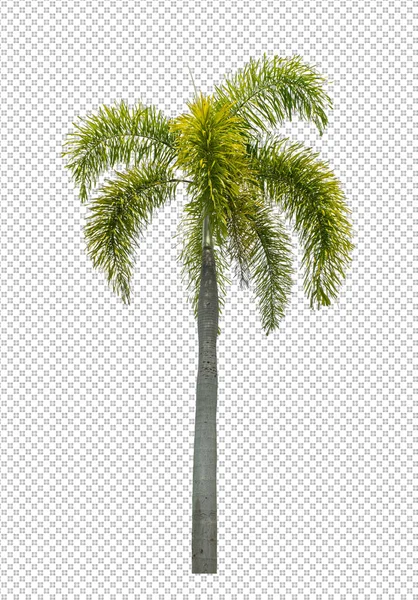 Palm Tree Transparent Picture Background Clipping Path Single Tree Clipping Лицензионные Стоковые Фото
