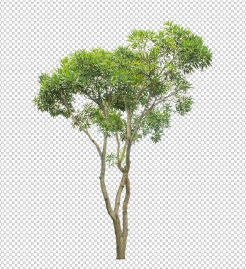 Kesme yolu olan şeffaf resim arkaplanı, kırpma yolu ve alfa kanalı olan tek ağaç