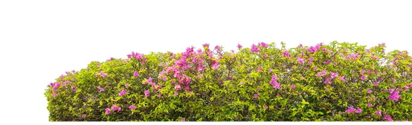 Shrubs Isolated White Background Clipping Path Alpha Channel — Foto de Stock
