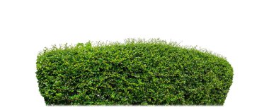 Shrubs isolated on white background with clipping path and alpha channel