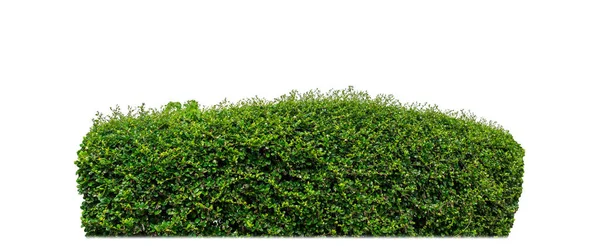 Shrubs Isolated White Background Clipping Path Alpha Channel Стоковая Картинка