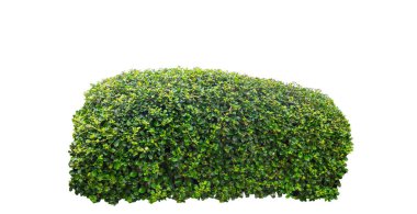 Shrubs isolated on white background with clipping path and alpha channel