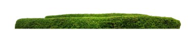 Shrubs isolated on white background with clipping path and alpha channel