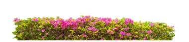 Shrubs isolated on white background with clipping path and alpha channel