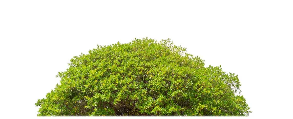 Shrubs Isolated White Background Clipping Path Alpha Channel — Stock fotografie
