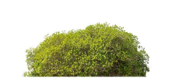 Shrubs Isolated White Background Clipping Path Alpha Channel — Stockfoto