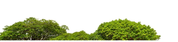 Shrubs Isolated White Background Clipping Path Alpha Channel Стоковое Изображение