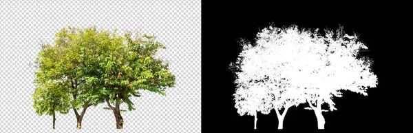 具有剪切路径的透明图像背景树 具有剪切路径的单树和黑色背景上的Alpha通道 — 图库照片