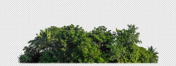 Groene Bomen Geïsoleerd Transparante Achtergrond Bos Zomer Gebladerte Voor Zowel — Stockfoto