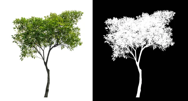 stock image Green tree isolated on white background with clipping path, single tree with clipping path and alpha channel on black backgroun