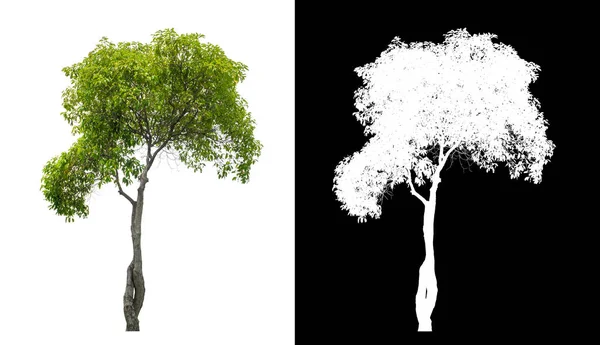 Kırpma Yolu Olan Beyaz Arkaplanda Izole Edilmiş Yeşil Ağaç Kırpma — Stok fotoğraf