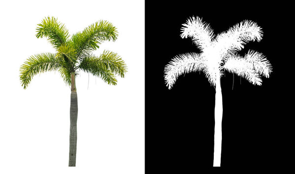 Green palm tree on white background with clipping path, single tree with clipping path and alpha channel on black background