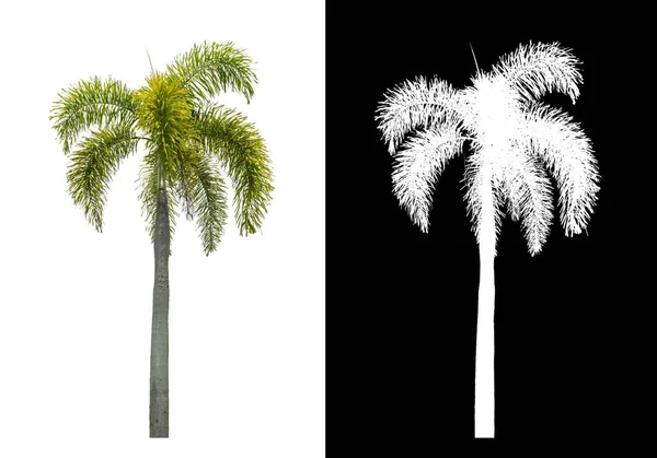 具有剪切路径的白色背景的绿色棕榈树 具有剪切路径的单树 黑色背景的 — 图库照片
