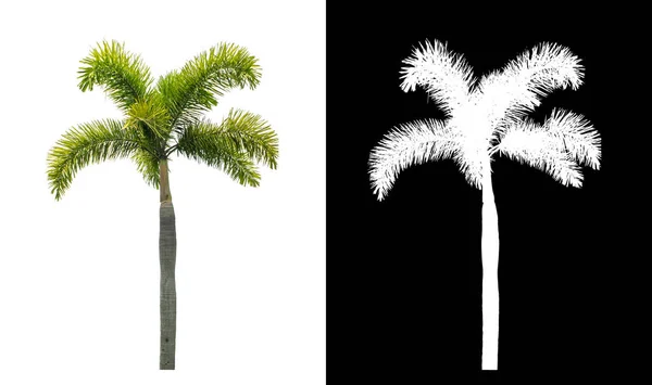 Grön Palm Vit Bakgrund Med Klippning Väg Enda Träd Med — Stockfoto