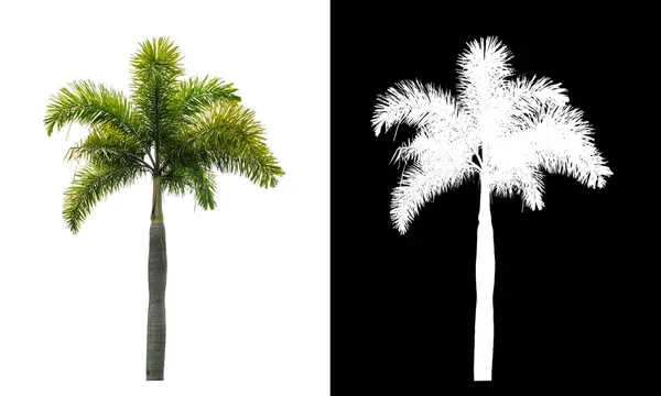 Zielona Palma Białym Tle Ścieżką Wycinania Pojedyncze Drzewo Ścieżką Wycinania — Zdjęcie stockowe