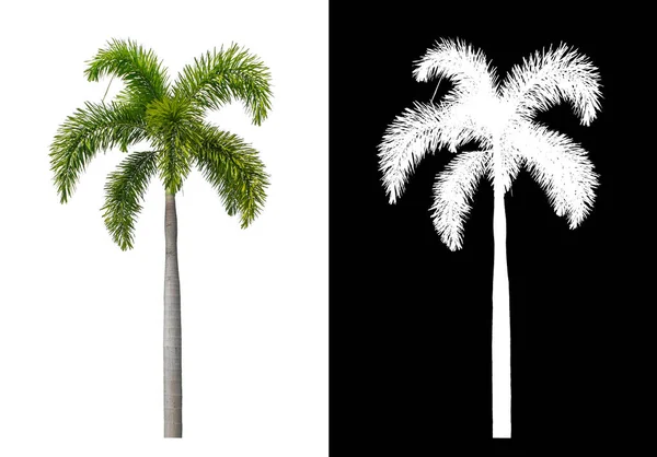 Grön Palm Vit Bakgrund Med Klippning Väg Enda Träd Med — Stockfoto
