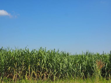 Şeker kamışı tarlaları, Tayland 'daki tropikal tarım bitkileri.