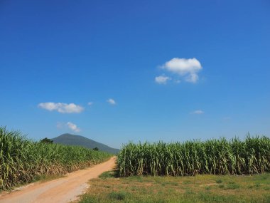 Şeker kamışı tarlaları, Tayland 'daki tropikal tarım bitkileri.