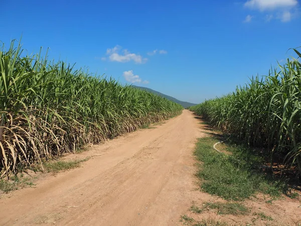 Plantações Cana Açúcar Agricultura Planta Tropical Tailândia — Fotografia de Stock