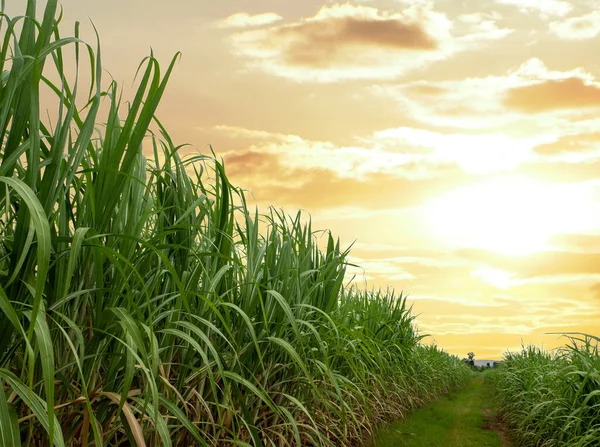 Árvores Cana Açúcar Plantações Cana Açúcar Espetacular Pôr Sol Sobre Fotografias De Stock Royalty-Free