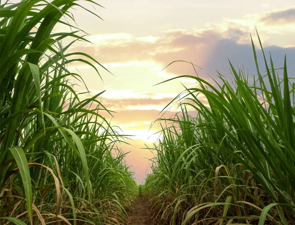 Сахарные Тростники Плантации Сахарного Тростника Впечатляющий Закат Над Оранжевое Солнце Лицензионные Стоковые Изображения