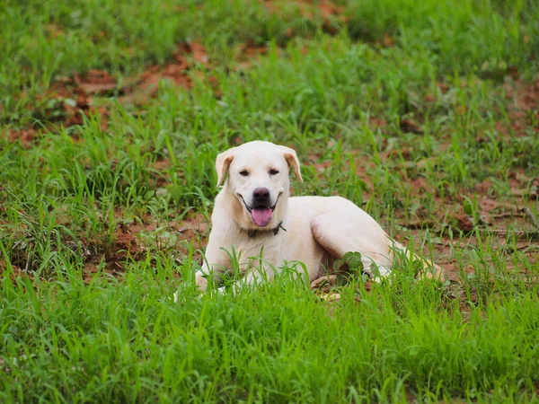 Щасливий Собака Милий Собака Сидить Траві — стокове фото