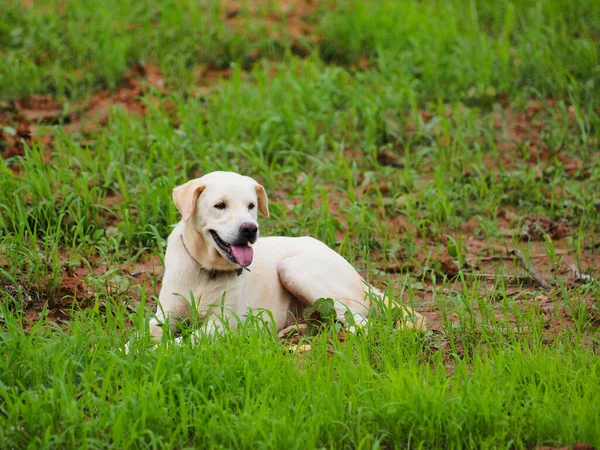 Счастливый Дог Милая Собака Сидящая Траве — стоковое фото