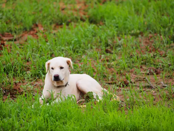 Szczęśliwy Pies Ładny Pies Siedzi Trawie — Zdjęcie stockowe