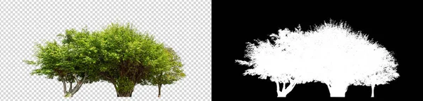 クリッピングパスのある透明な背景の木 クリッピングパスのある単一の木 黒の背景のアルファチャンネル — ストック写真